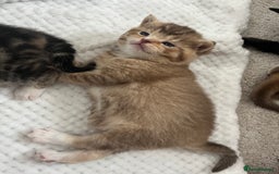 British Shorthair cats for sale: 5 beautiful British shorthair kittens - Image 5