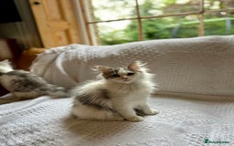 Siberian cats for sale: TICA Siberian kittens hypoallergenic & loving - Image 8