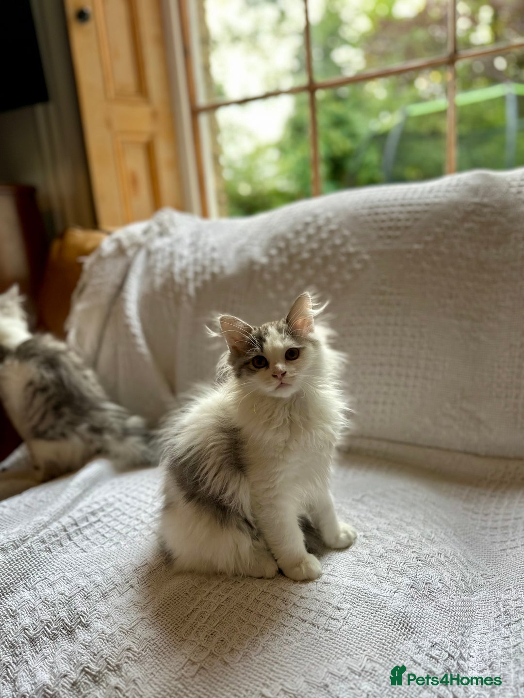 Siberian cats for sale: TICA Siberian kittens hypoallergenic & loving - Image 8