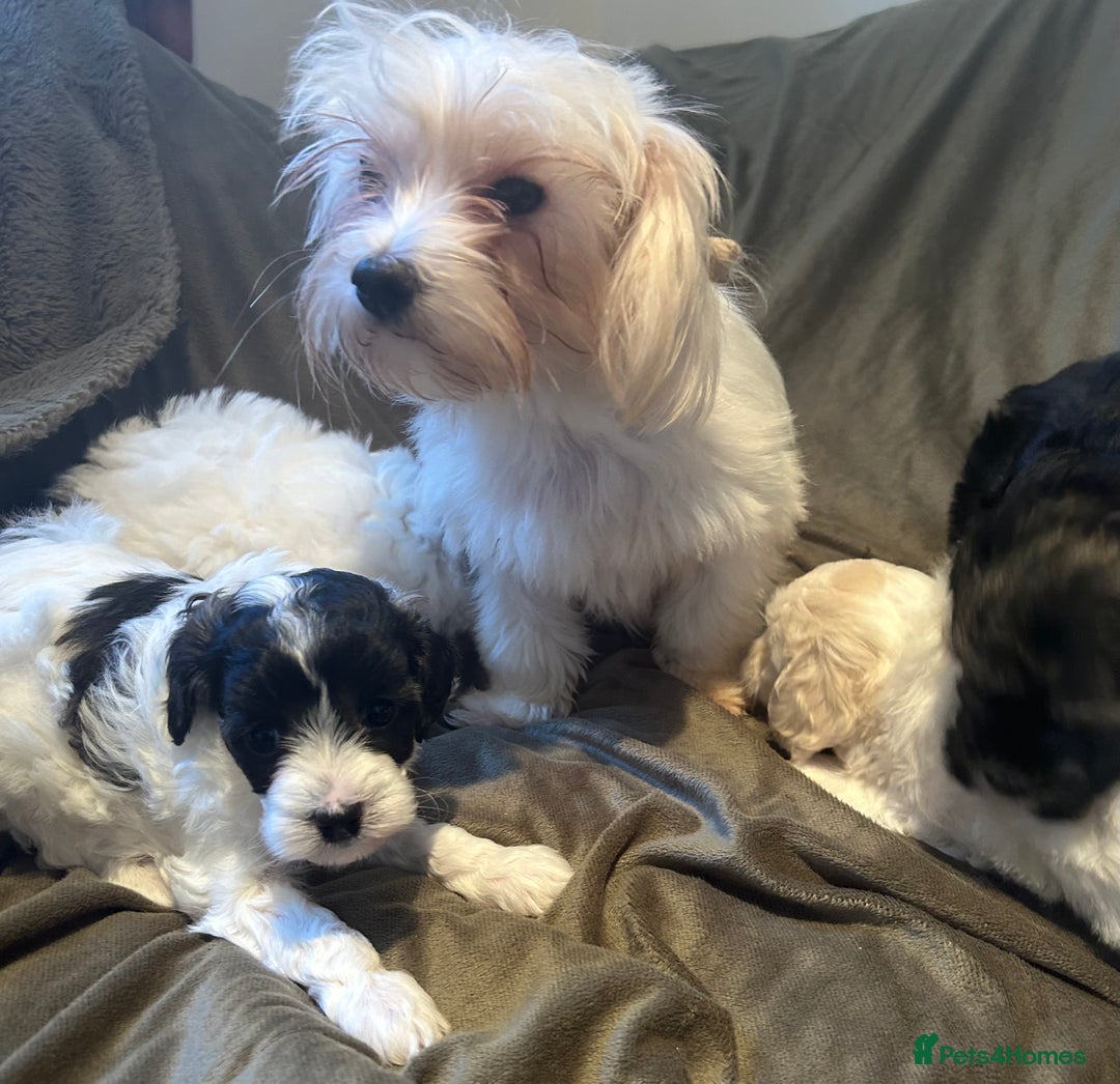 Maltipoo dogs for sale: Maltipoo puppies - Advert 1
