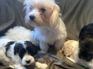 Maltipoo dogs Maltipoo puppies - Advert 3