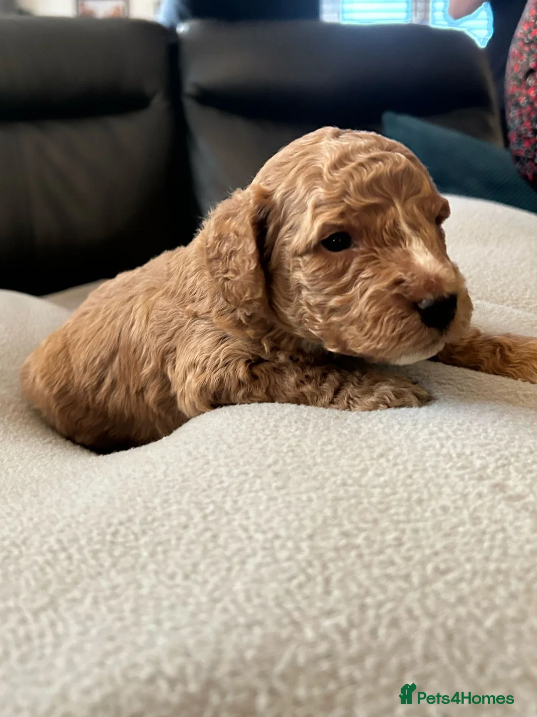 Cockapoo dogs for stud: Beige cockapoo F1b for stud in Coalville - Advert 10