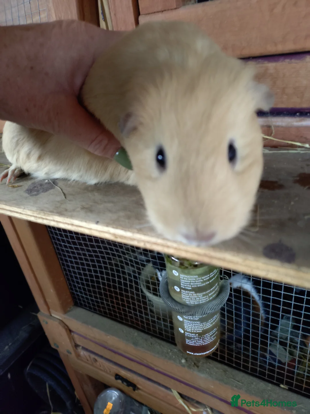 Guinea Pig rodents for sale: Mum and daughter  - Advert 5
