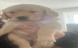 Golden Retriever dogs for sale: Golden retriever puppies - Image 16