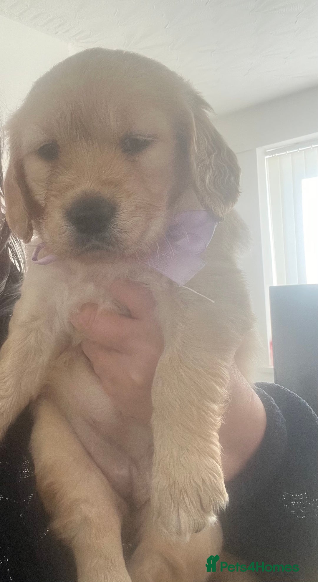 Golden Retriever dogs for sale: Golden retriever puppies - Image 16