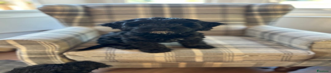 Cockapoo Puppy 1