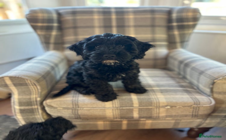 Cockapoo dogs - Advert 5