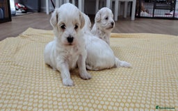 Maltipoo dogs for sale: Maltipoo  - Image 7