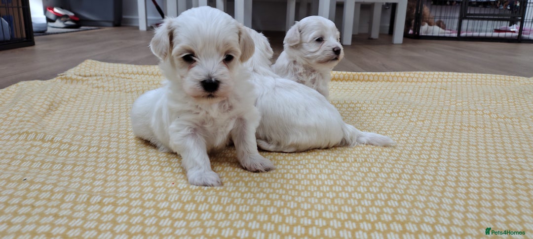 Maltipoo dogs for sale: Maltipoo  - Image 7