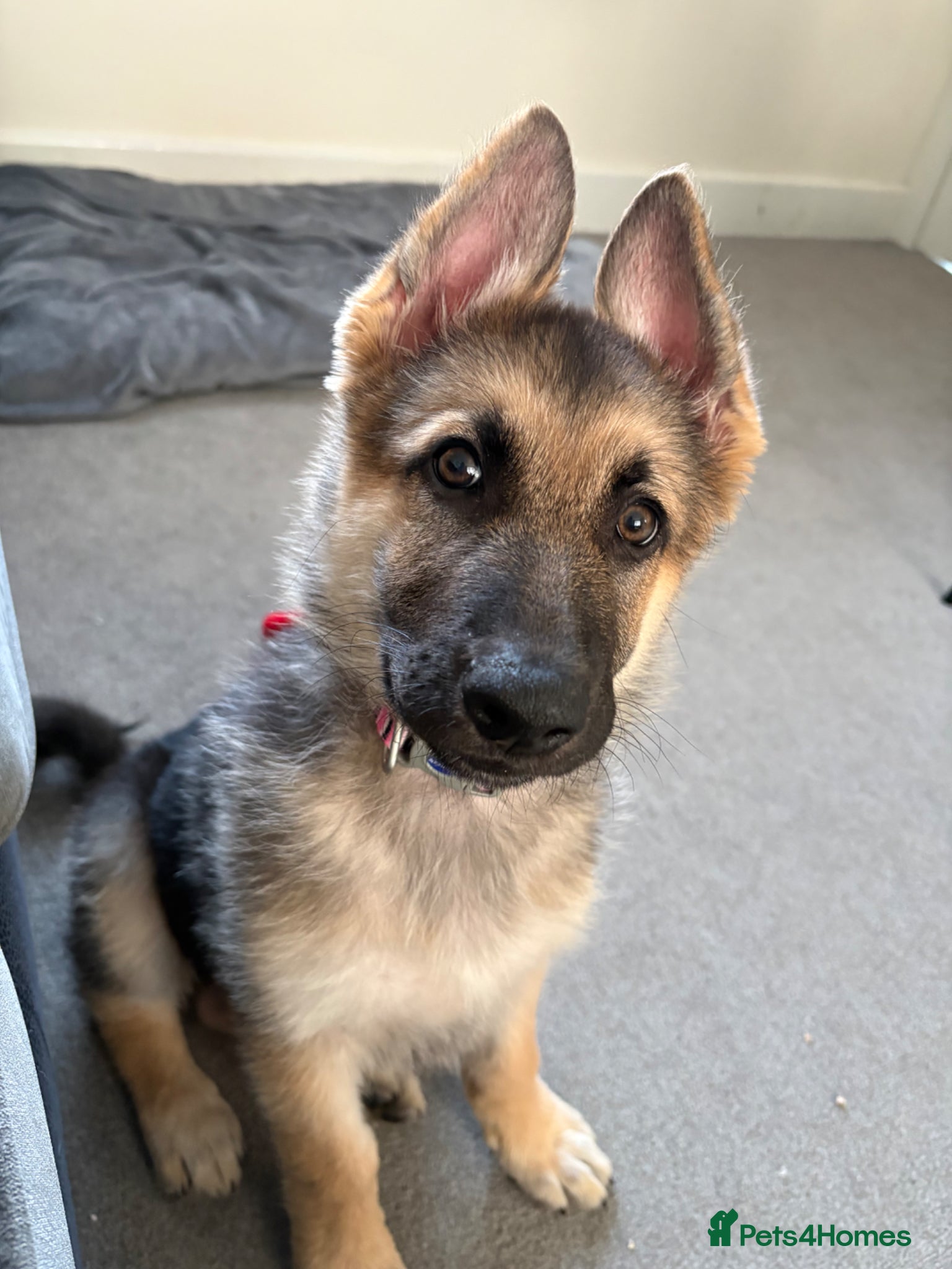 German Shepherd dogs Female puppy 12 weeks old  - Advert 7