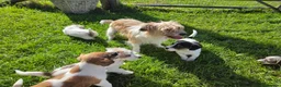 Jack Russell dogs for sale: Rough Coated Pure Bred Jack Russell  - Advert 4