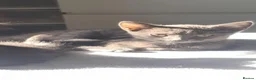 Mixed Breed cats for sale: Beautiful blue males - Advert 1
