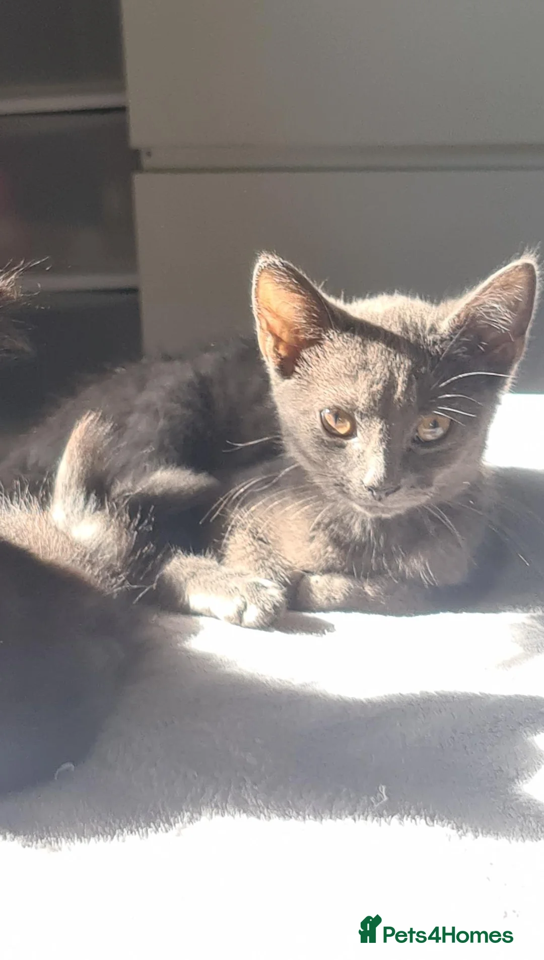Mixed Breed cats for sale: Beautiful blue males - Advert 1
