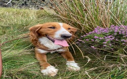 Cocker Spaniel dogs for sale: Cocker Spaniel Puppies  - Advert 10