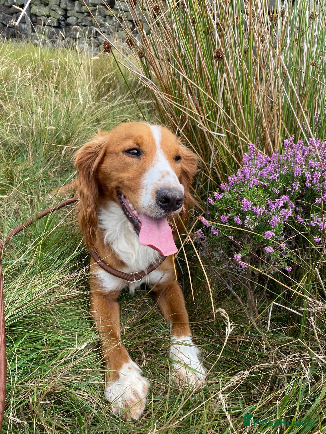 Cocker Spaniel dogs for sale: Cocker Spaniel Puppies  - Advert 10