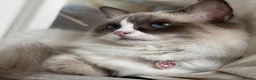 Ragdoll cats for sale: Fluffy, Cute Ragdolls for sale. Indoor Only 🧸 - Advert 10