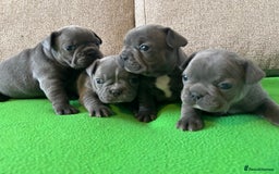 French Bulldog dogs for sale: Solid Blue French Bulldog female puppies - Image 11