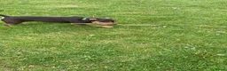 Mixed Breed dogs for sale: Bonnie  in Carterton - Advert 4