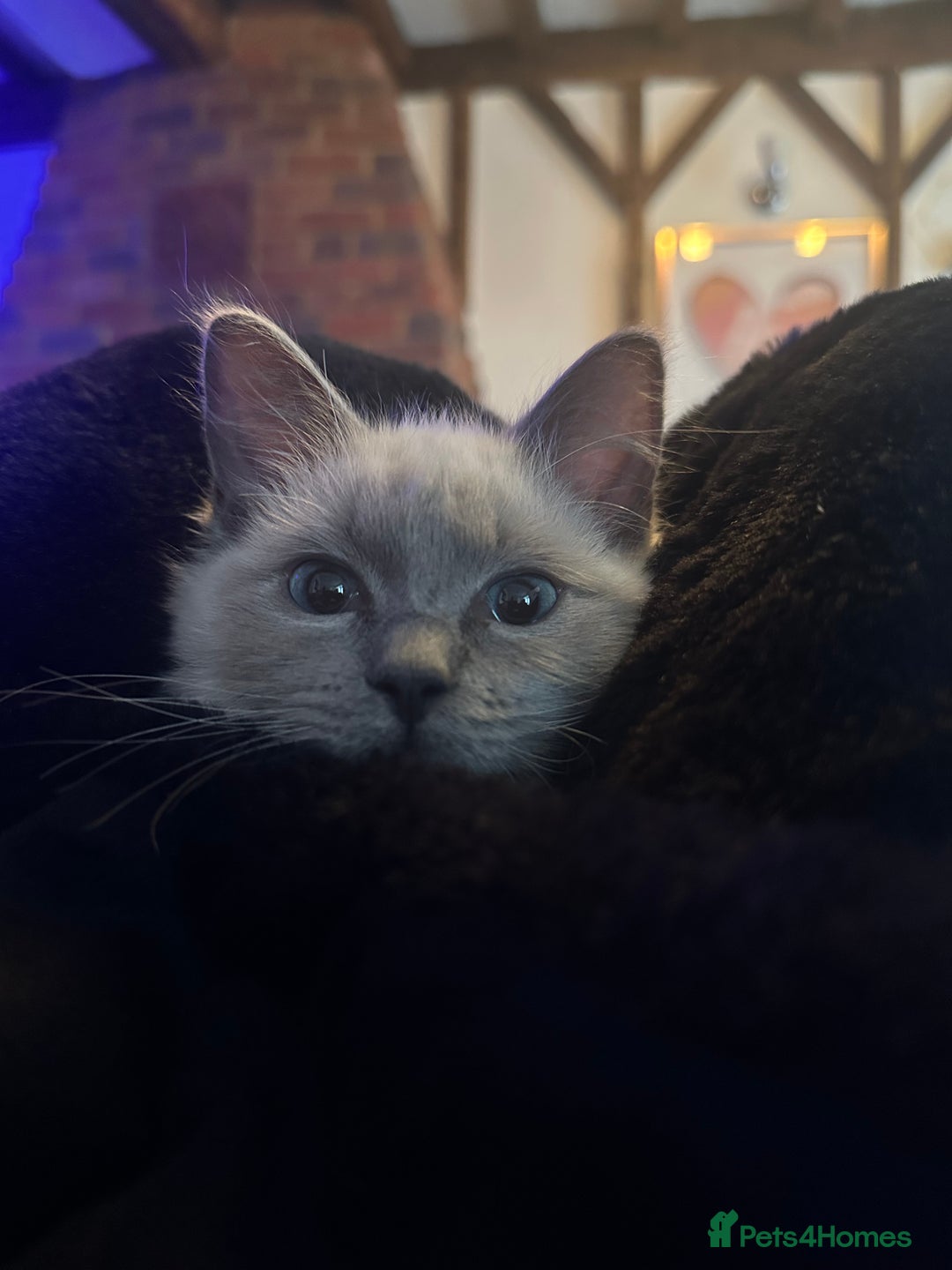 Ragdoll cats for sale: Ragdoll kitten  - Advert 6