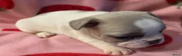 French Bulldog dogs for sale: KC French Bulldog puppies  - Advert 9