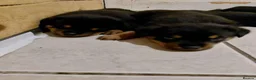 Rottweiler dogs for sale: 🥾🥾Smiling and playful🧸up to date🧸♥️🧸 - Advert 3