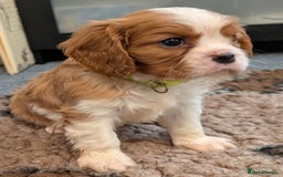 Cavalier King Charles Spaniel dogs for sale: KC Health Tested Cavalier King Charles Spaniels - Image 22