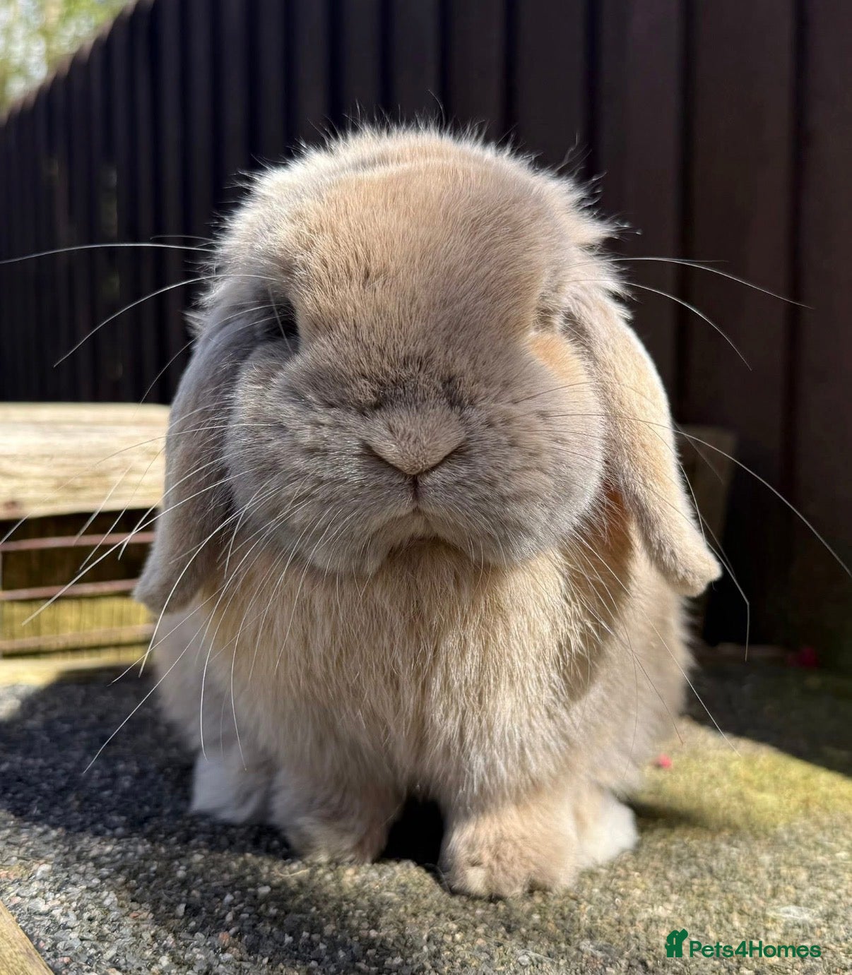 Mini Lop rabbits Lightly marked blue torted Harli buck mini lop - Advert 4