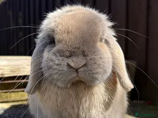 Mini Lop rabbits Lightly marked blue torted Harli buck mini lop - Advert 4