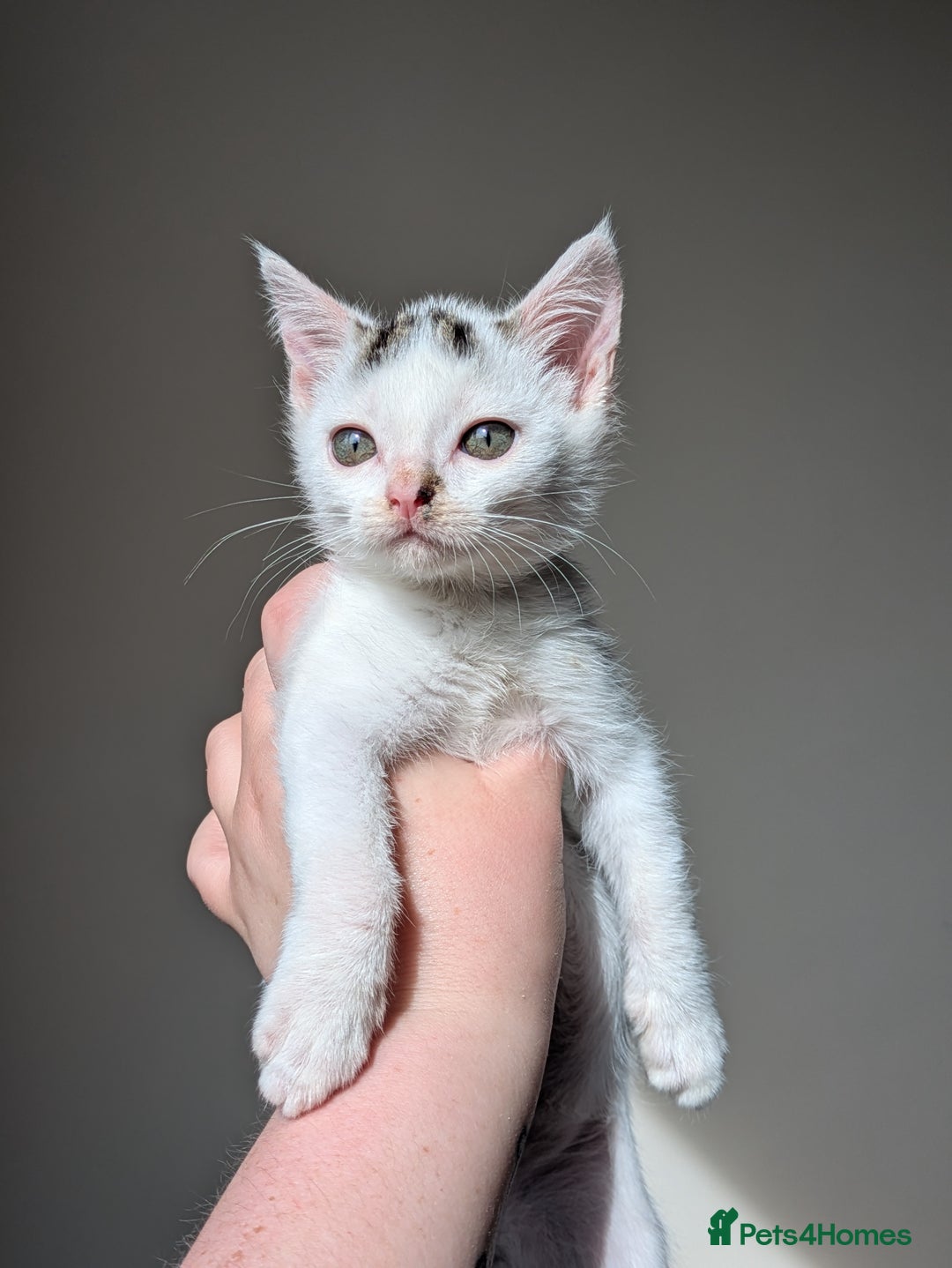 Domestic Shorthair cats for adoption: Bonded sibling pair of kittens to rehome together - Image 4