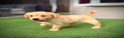 Golden Retriever dogs for sale: Kc registered golden retriever puppies !!! - Advert 3