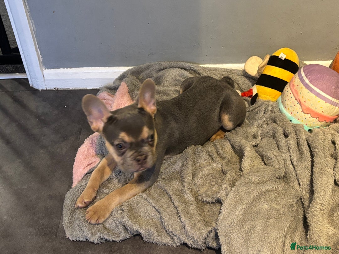 French Bulldog dogs for sale: KC lilac tan french bulldog  - Advert 3