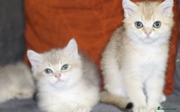 British Shorthair cats for sale: Top quality Champion Gccf british shorthair - Image 24