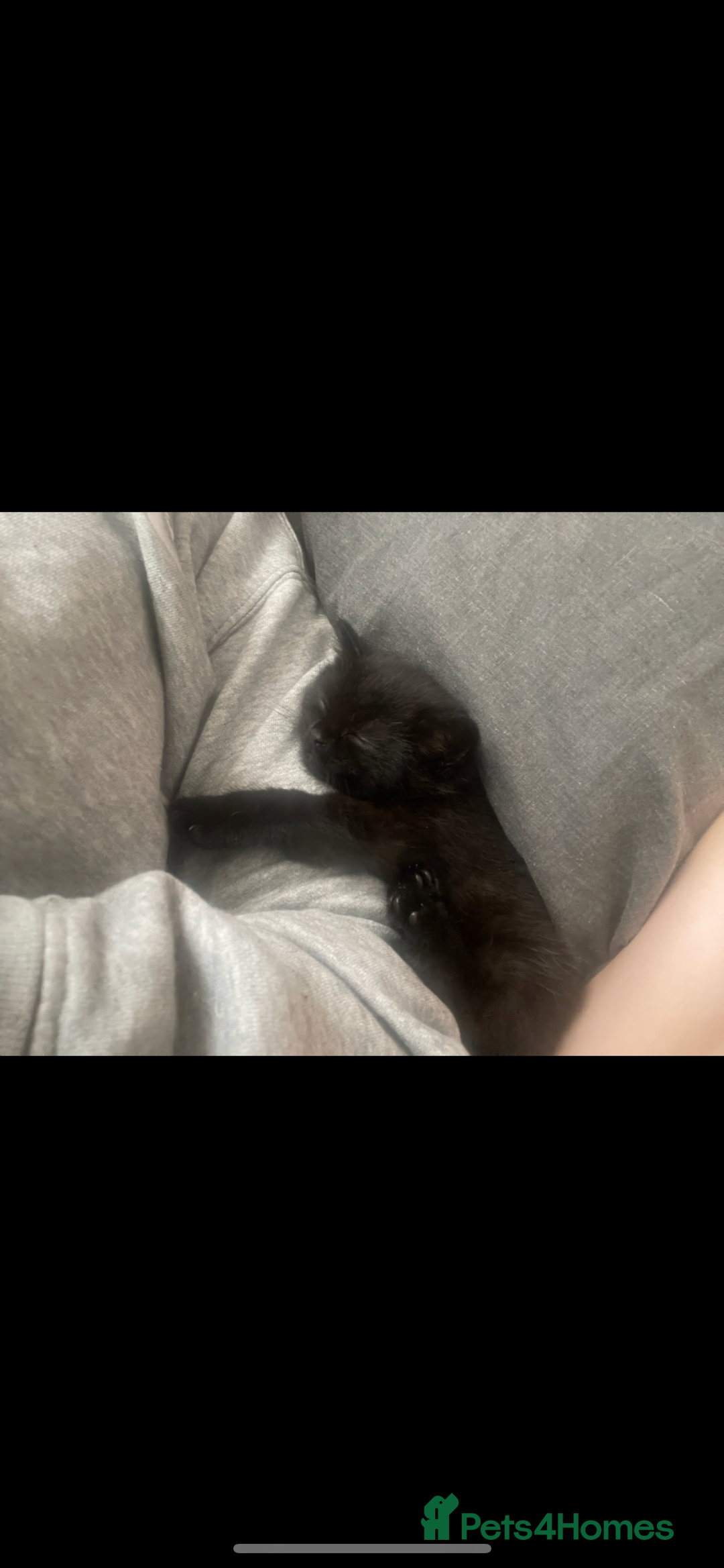 European cats for sale: Fluffy Kittens  - Image 1