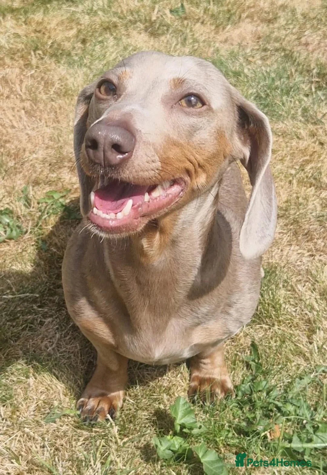 Miniature Dachshund dogs for sale: 🐾❤️ **MINIATURE SHORT-HAIRED DACHSHUND PUPPIES  in Mountain Ash - Advert 1