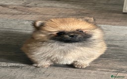 Pomeranian dogs for sale: 2 POMERANIAN BOYS READY TO LEAVE  in Bargoed - Image 13