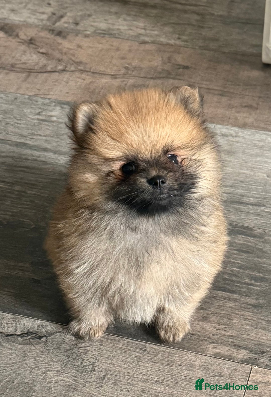 Pomeranian dogs for sale: 2 POMERANIAN BOYS READY TO LEAVE  in Bargoed - Image 13