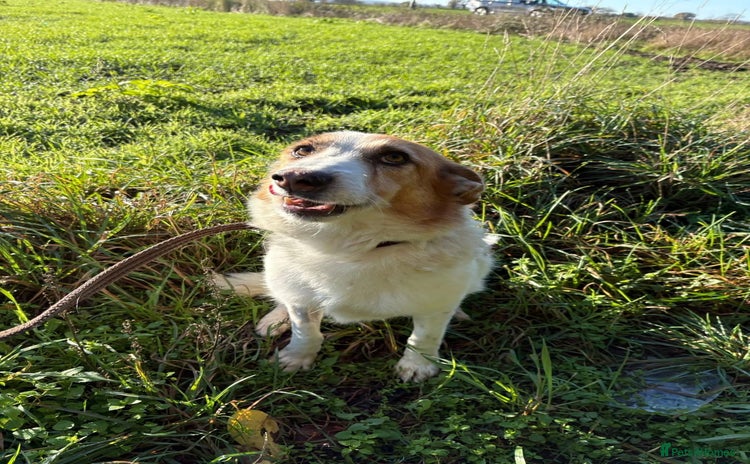 Mixed Breed dogs Freud - Norwich Norfolk  - Advert 11