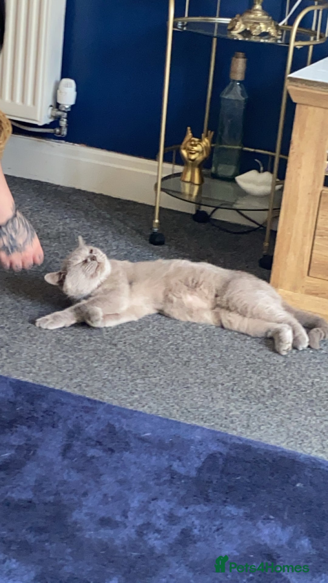 British Shorthair cats for sale: Needing new home asap - Advert 4