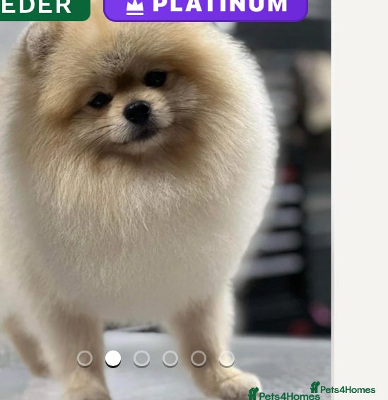 Pomeranian dogs Stunning Pomeranian Boy  - Advert 7