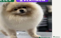 Pomeranian dogs for sale: Stunning Pomeranian Boy  - Advert 1