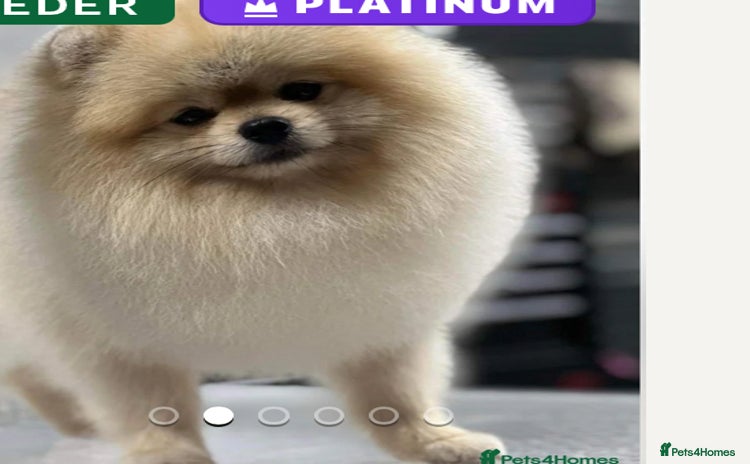 Pomeranian dogs Stunning Pomeranian Boy  - Advert 6