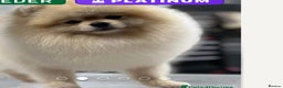 Pomeranian dogs for sale: Stunning Pomeranian Boy  - Advert 1
