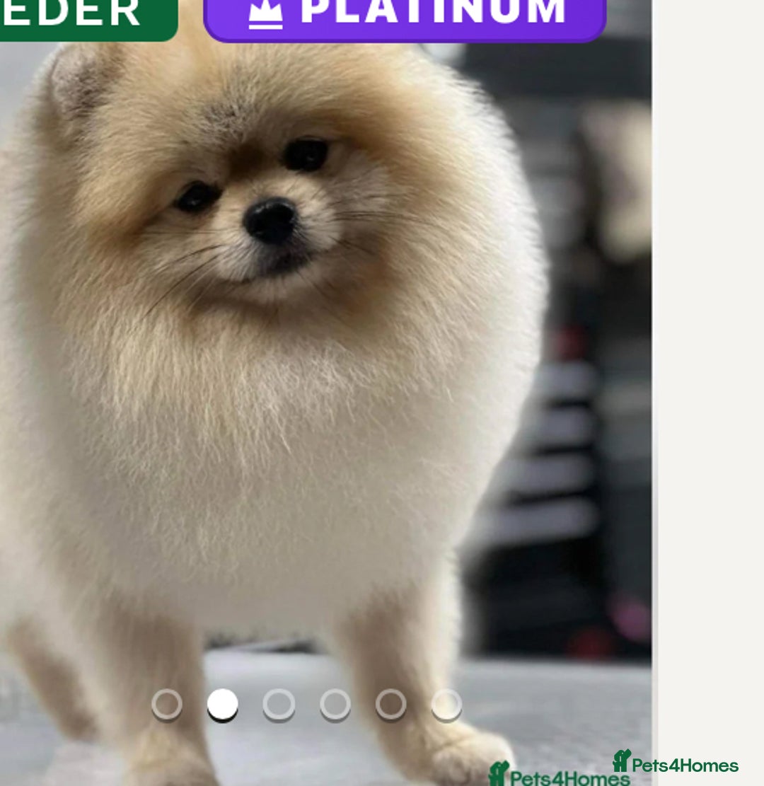 Pomeranian dogs for sale: Stunning Pomeranian Boy  - Advert 1