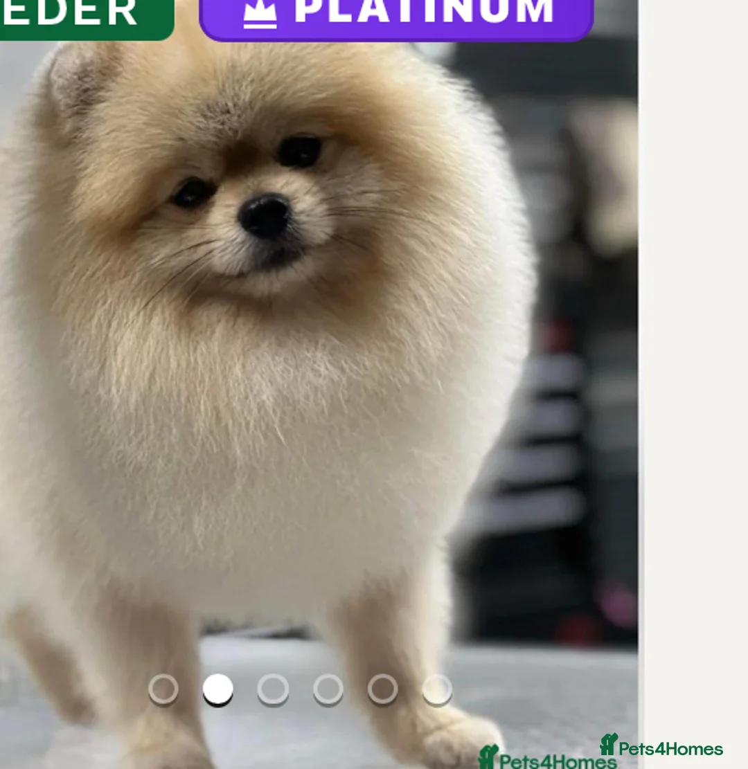 Pomeranian dogs for sale: Stunning Pomeranian Boy  - Advert 1