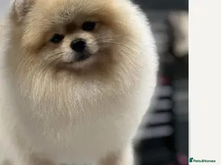 Pomeranian dogs Stunning Pomeranian Boy - Advert 2
