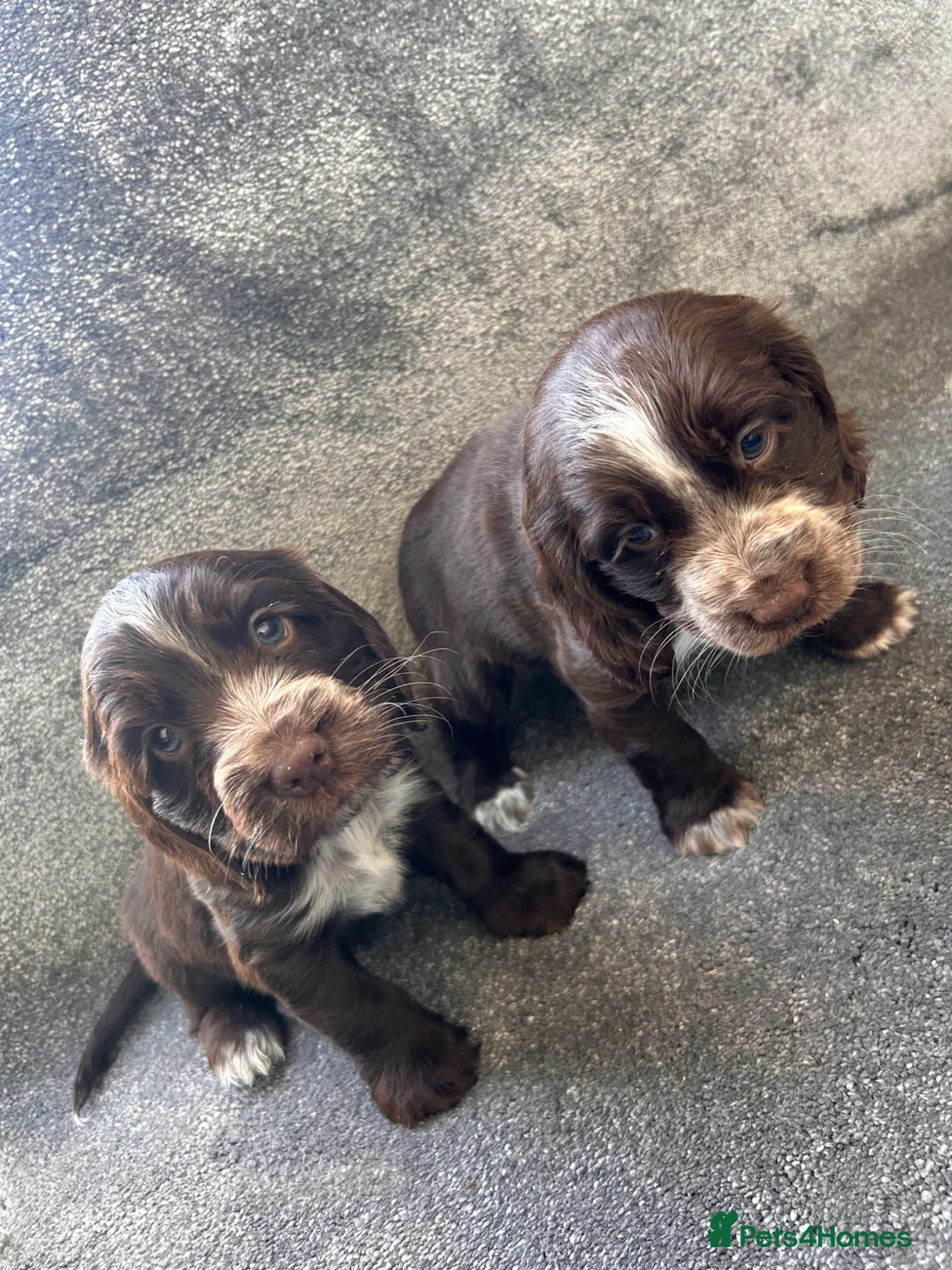 Cocker Spaniel dogs for sale: Show type cocker spaniel puppies  - Advert 2
