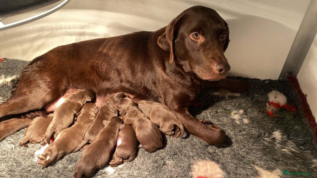 Labrador Retriever dogs for sale: Chocolate Labrador puppies - Advert 12