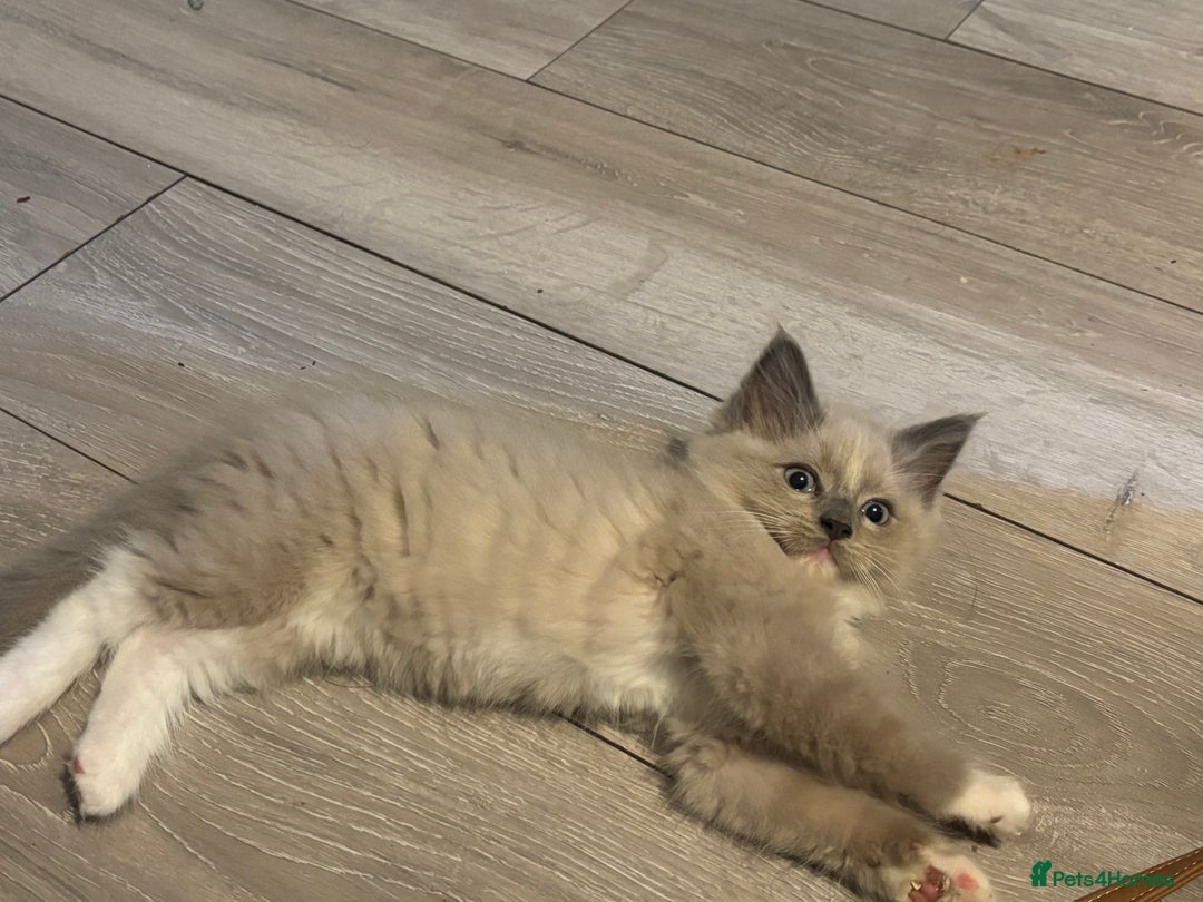Ragdoll cats for sale: Mink Ragdoll kittens  - Image 10