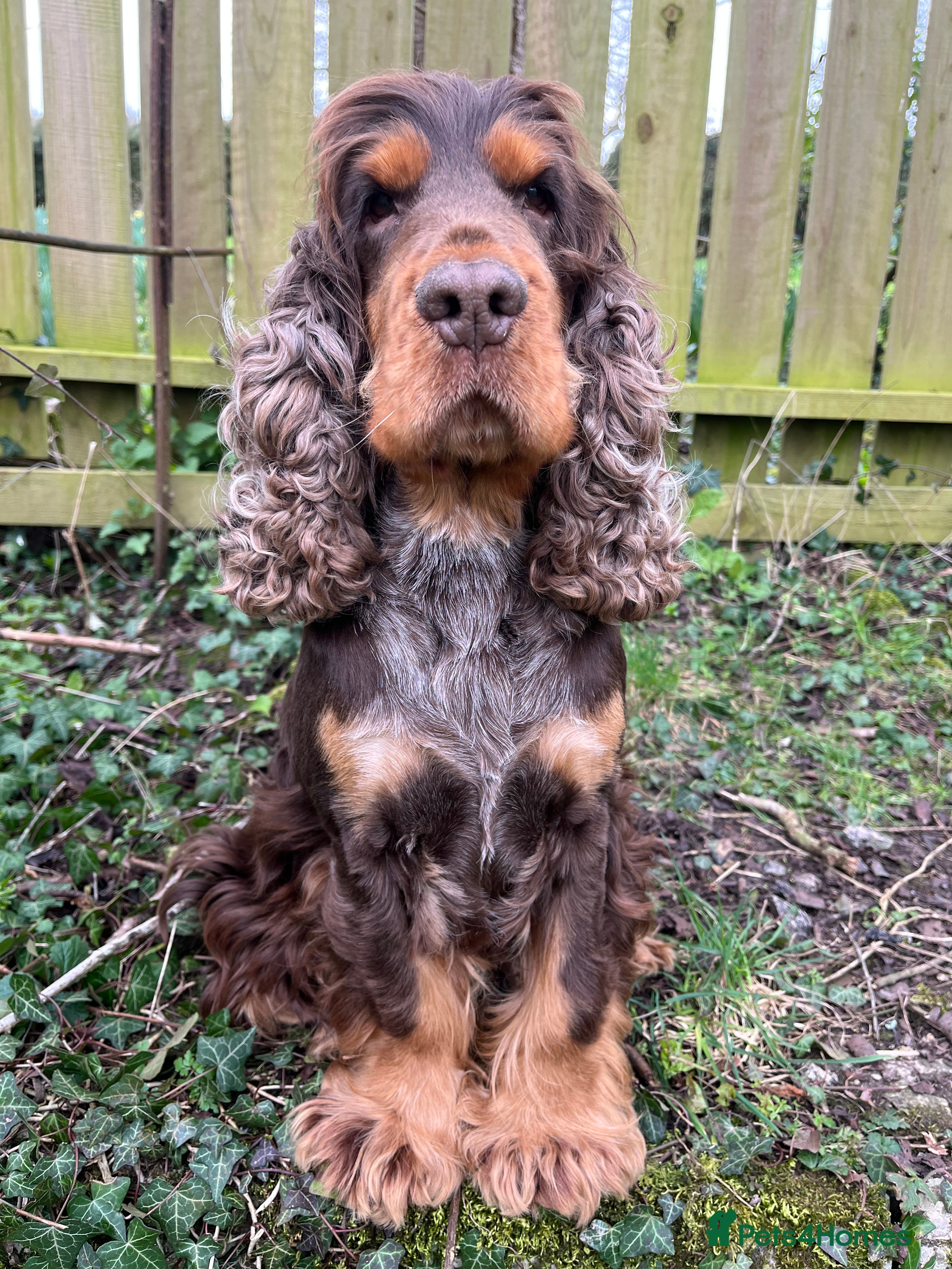 Cocker Spaniel dogs KC Classic TRUE SHOW Cocker Spaniel Stud in Ruthin - Advert 6