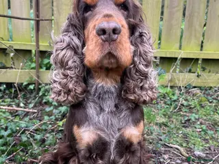 Cocker Spaniel dogs KC Classic TRUE SHOW Cocker Spaniel Stud in Ruthin - Advert 11